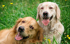 博世平台注册狗脸关键点标注技术引发行业关注